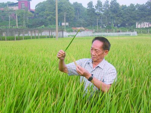 袁隆平：稻田逐梦，用一粒种子改变世界