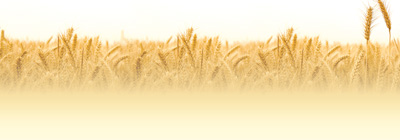 揭开小麦条锈菌变异之谜——为粮食稳产提供有力保障